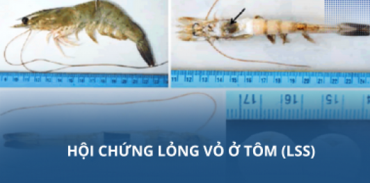 Hội chứng lỏng vỏ ở tôm (LSS)